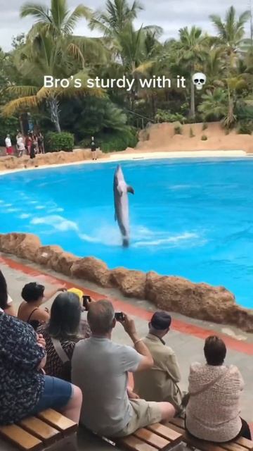 dolphin 🐬