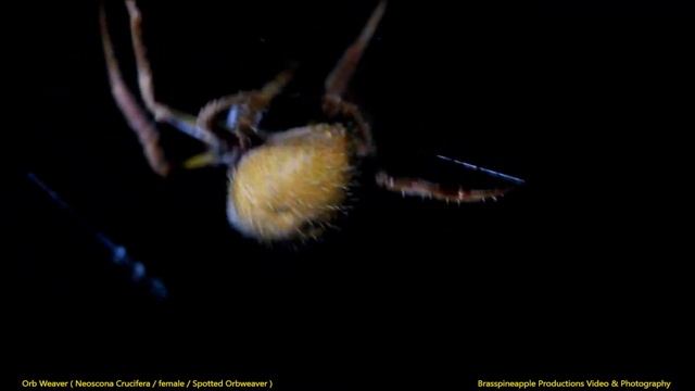 ORB WEAVER ( eriophora / Spotted Orb Weaver - Female )