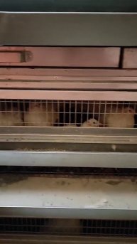 Перепëлочки мои