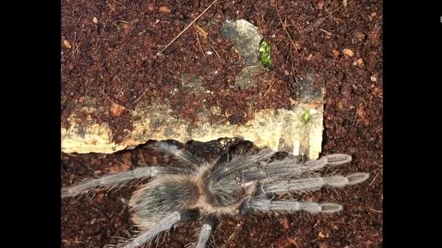 # shorts my Lasiodora parahybana + my regal jumping spider