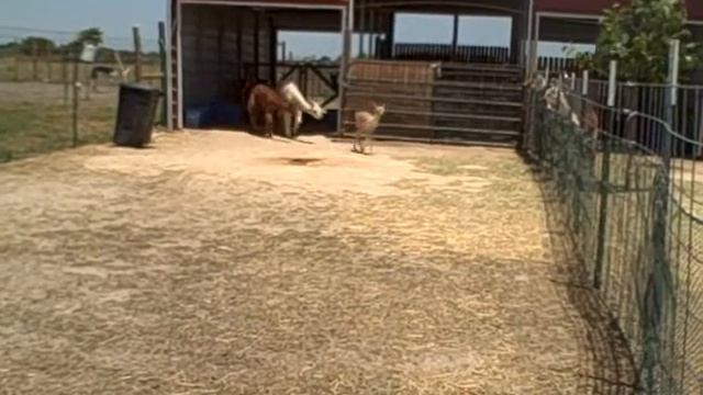 Suri Alpaca Baby Running and Happy