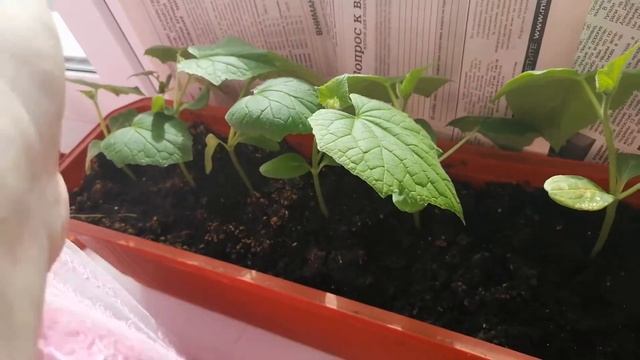 1080p_16_Как_там_поживают_мои_огурцы_и_помидоры_с_перцем