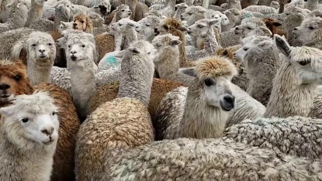 alpaca farm Cusco Peru.