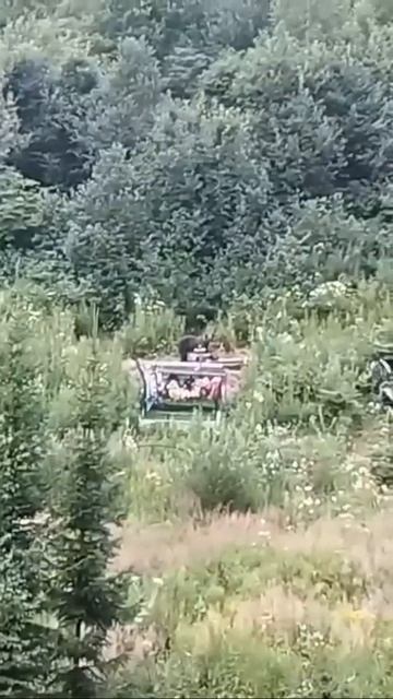 Медведь ходит по кладбищу