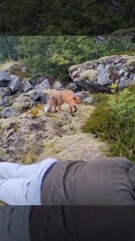 Curious Fox introduces himself to @jens.birkeland in Lofoten, Norway 🦊😄 #fox #wildlife photography
