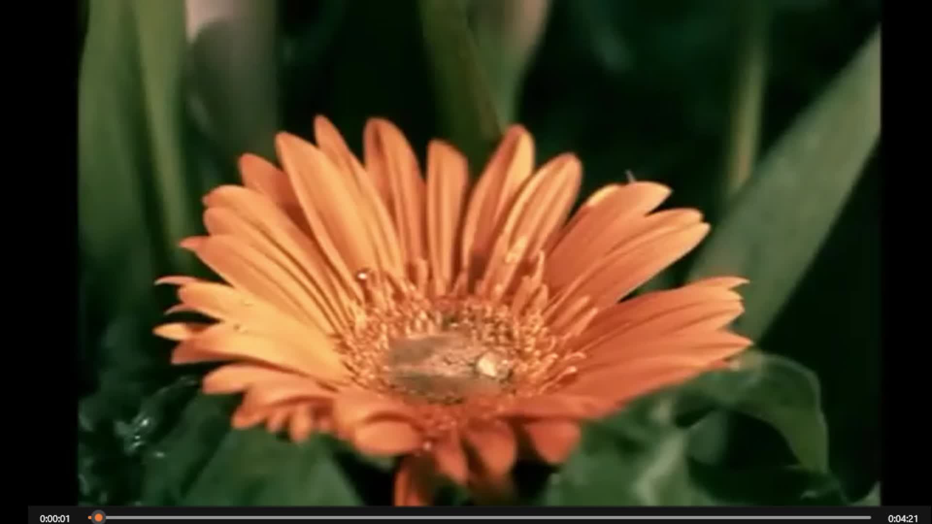 «Онлайн-премьера песен»; «Свежие музыкальные новинки канала— слушаем сейчас».