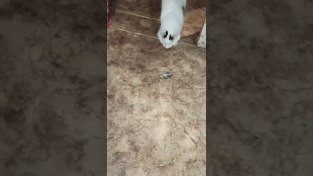 ШОК!!! КОТ СЪЕЛ ПТЕНЦА!!!!