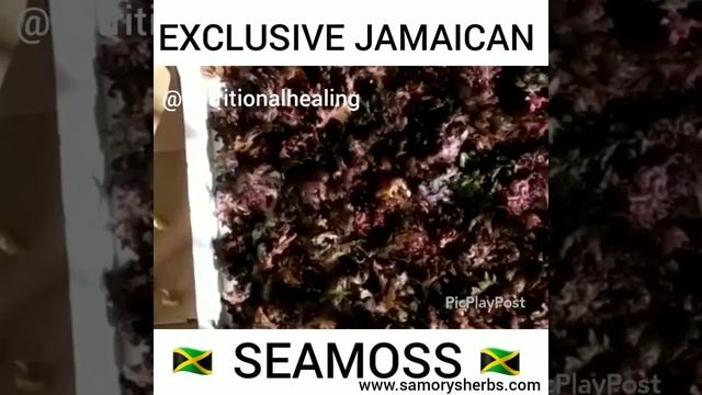 EXCLUSIVE JAMAICAN IRISHMOSS