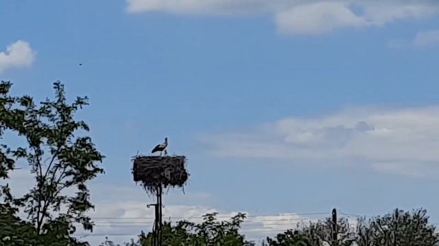 У аистов появилось потомство