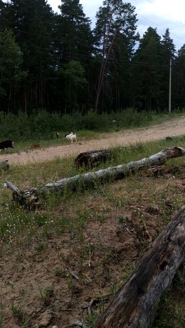 Перед ГрозоЙ.