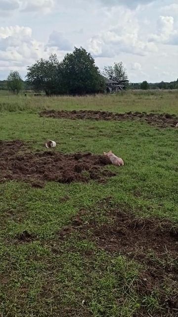 (из архива)снова не много лета #содержаниесвиней