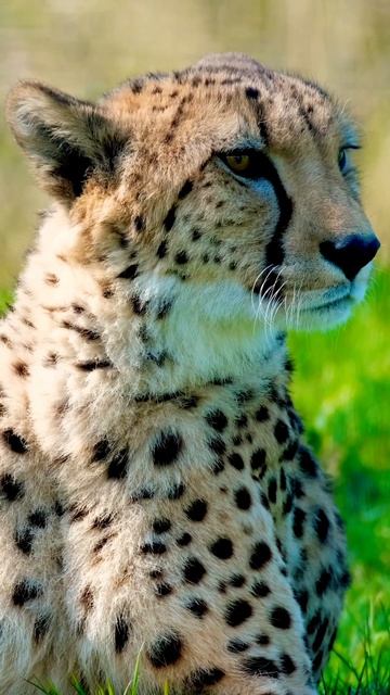 Amazing facts about cheetah part 1 | #cheetah #facts #shorts