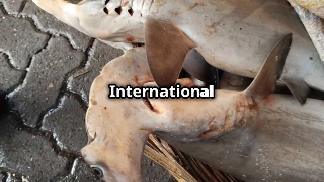Hello Hammerhead - Dive in this Shark Week! #sharkweek #hammerheadshark #shark #sharksociety #sea