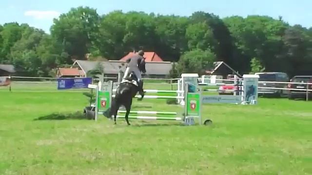7 yrs dark bay mare Padinus x Voltaire