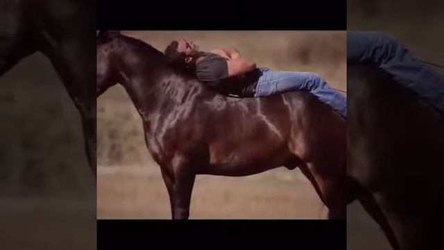 Шок лошадь с человеческой галавой
