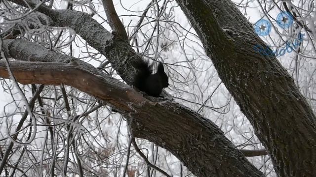 Проводы старого года) в лесу. 31дкабря 2020