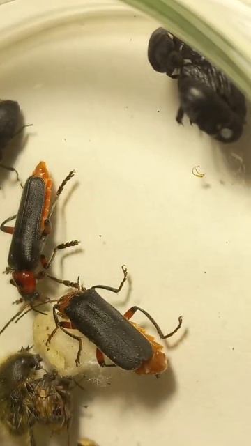 Thirsty & Hungry Ukrainian Beetles. 25.05.2022. Kyiv, Ukraine. Beetles Love Ukraine.