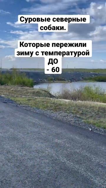 Суровые северные псы.