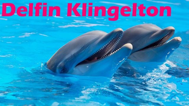 Delfin Klingelton 🐬 Delphin Geräusch als MP3-Sound für das Handy downloaden