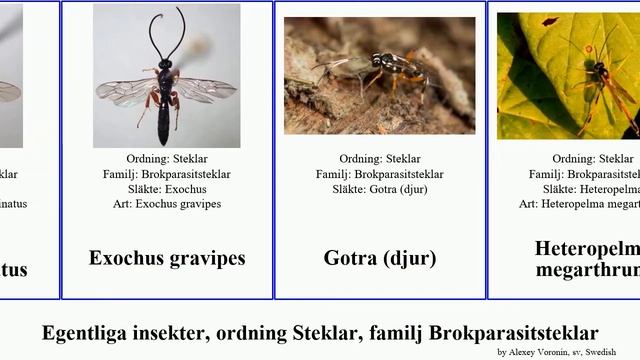 Egentliga insekter, ordning Steklar, familj Brokparasitsteklar djur insect Exochus Erigorgus Gotra