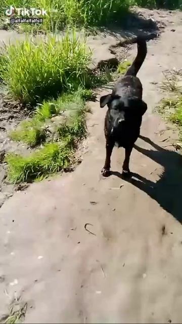 Richi_hasenok_miwka-world79.spcs.bio.mp4