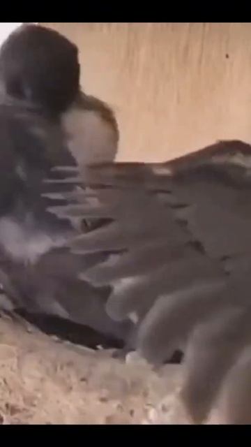 Счастливая птицаВсе счастливы