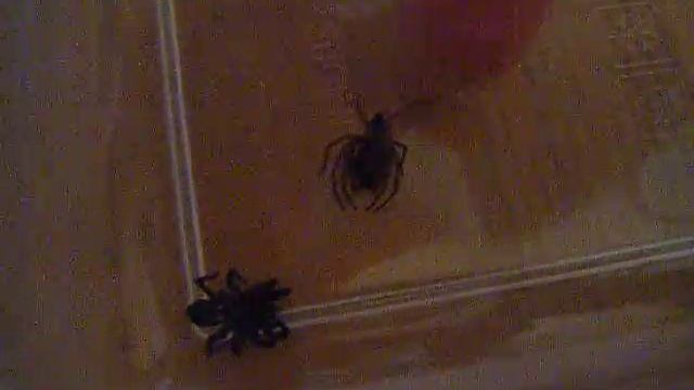 bark sac spider vs bark sac spider (unexpected outcome)