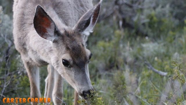 Animals of Yellowstone! | Travel With Kids