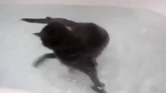Наши любимые кошки и котята  Подборка №1