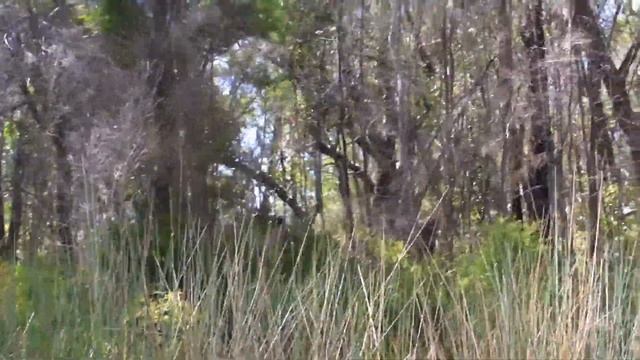 Kangaroo swims across the river & Goannas mating in the water