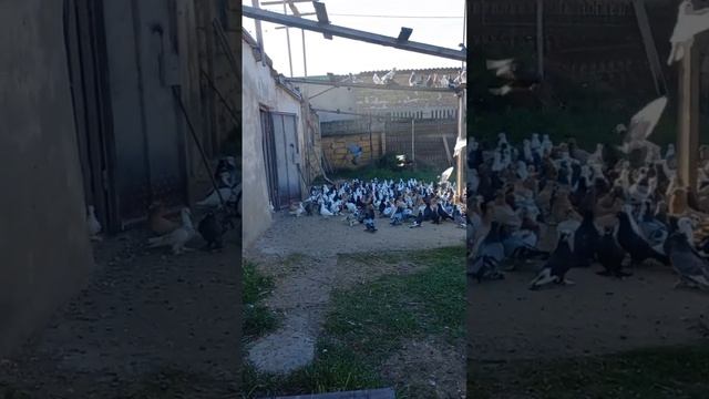 Голубиная массовка )