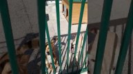 Тбилиси 🇬🇪 Грузия Приют Тамаза Элизбарашвили 🐕💌🍀🙏Paypal"Elizbarashvilidog@yahoo.com