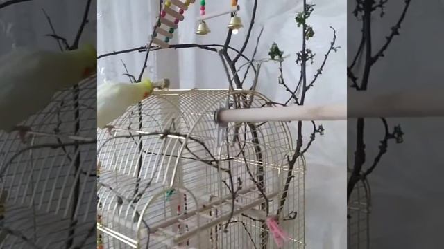 Жёлтый попугай нападает на свою клетку