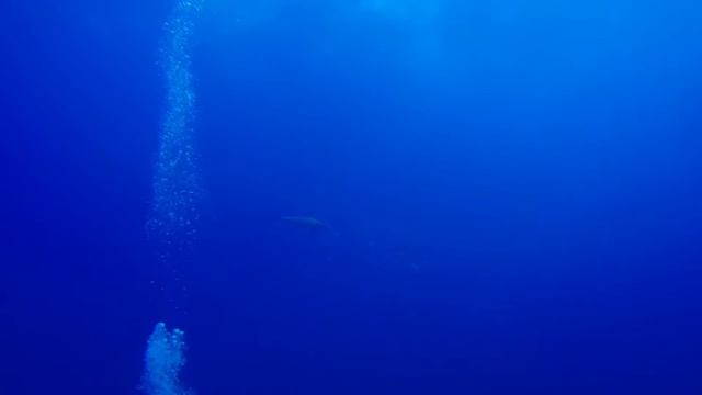 Hammerhead shark week in Daedalus