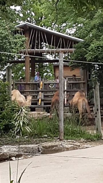 Camels kansas city zoo