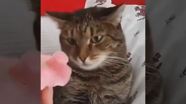 Кот устал от жизни