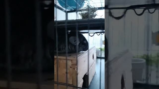 23.01.24 Шиншиллы 3 шт