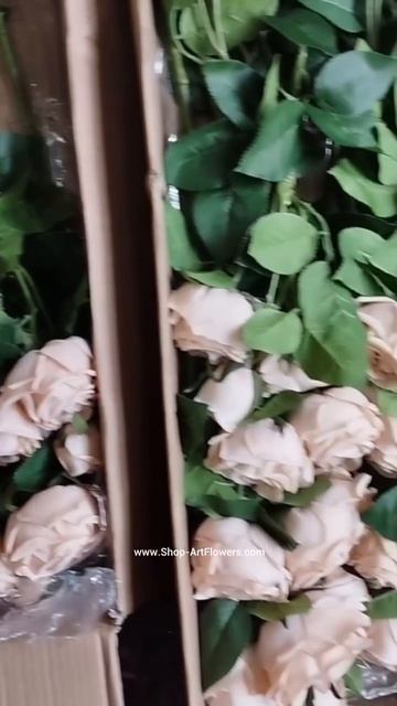 Роза пионовидная 3 бутона 🌹