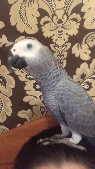 Попугай жако ШЫМ 5 месяцев