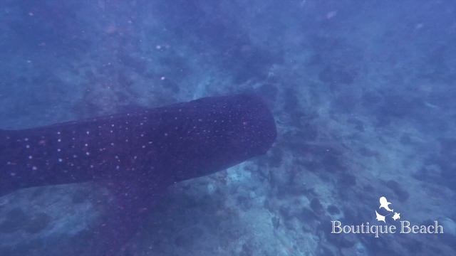 28.02.23 - Whale Shark & Diving. Dives at Fish Bank, Maamigli Corner & Dhigurah Beyru