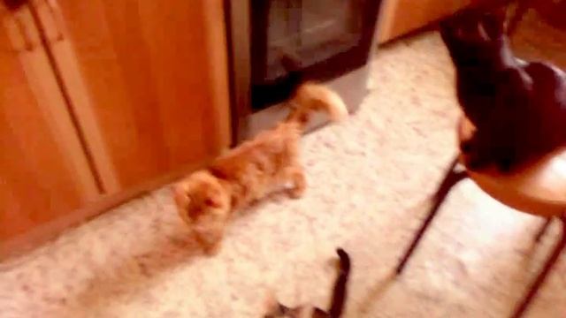 Атака голодной кисы!Выхватила еду! The cat cleverly snatched the delicious!!!Ловкость лап!