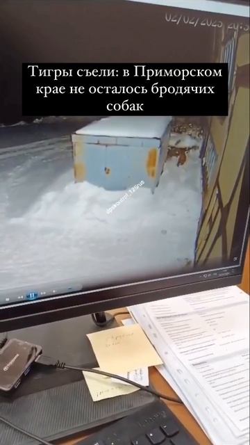 Тигр скрадывает и ловит собаку