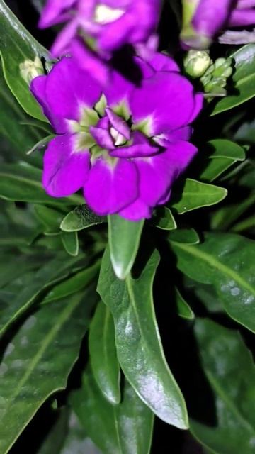 stock flowers #stock #purple  #viral #plants #gardening #gardeningtips #urbangardening