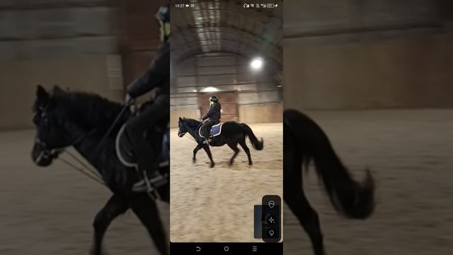 Лера и Наоми, галоп, переходы, онлайн тренировка. #horse #equestrian #лошади #pony