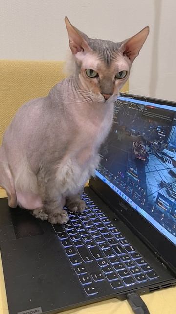 Кот - игроман 😁