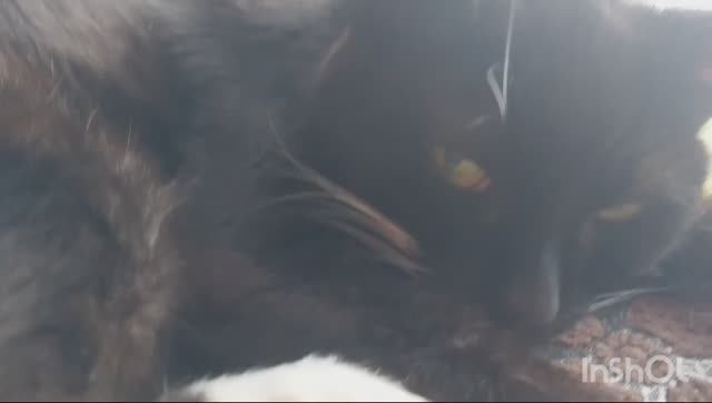 19-летний кот