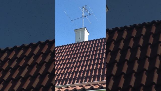 Huge wasp swarm .Had to leave the house.