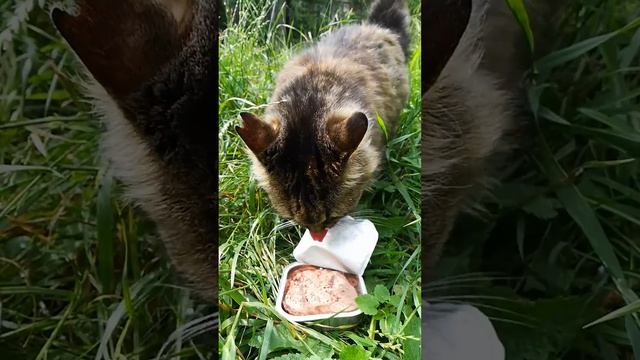 ВКУСНЯШКА для бездомной КОШКИ.