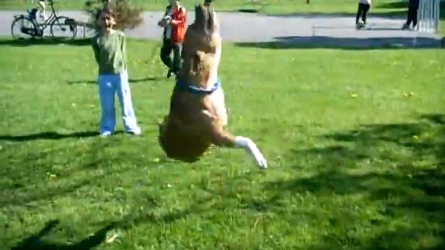 puma a pit- bull mais linda/parte 2