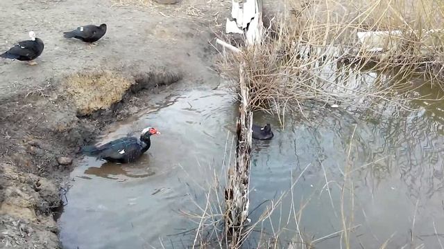 Индокачки любовь на озере жизни.